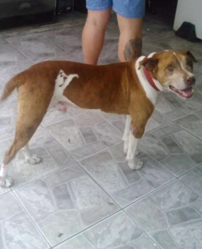 Cachorro ra a Pit-Bull idade 4 anos nome LUCKE 