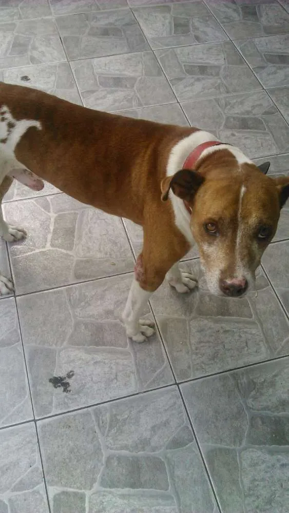 Cachorro ra a Pit-Bull idade 4 anos nome LUCKE 