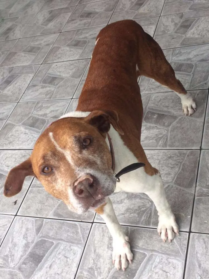 Cachorro ra a Pit-Bull idade 4 anos nome LUCKE 