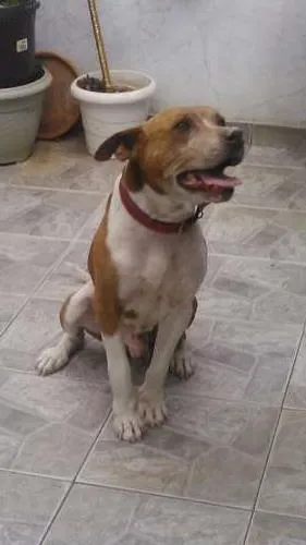 Cachorro ra a Pit-Bull idade 4 anos nome LUCKE 