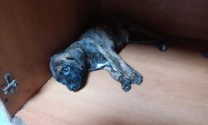 Cachorro ra a vira lata idade Abaixo de 2 meses nome não tem nome