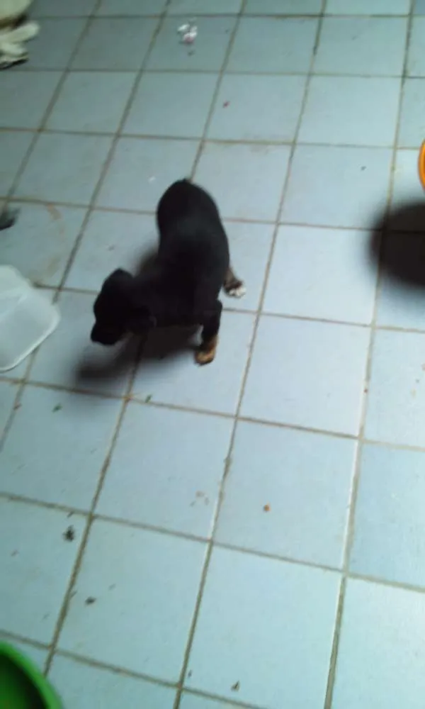 Cachorro ra a vira lata idade Abaixo de 2 meses nome não tem nome