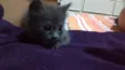 Cinzinha