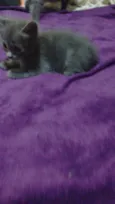 Cinzinha