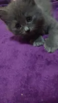 Cinzinha