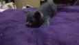 Cinzinha