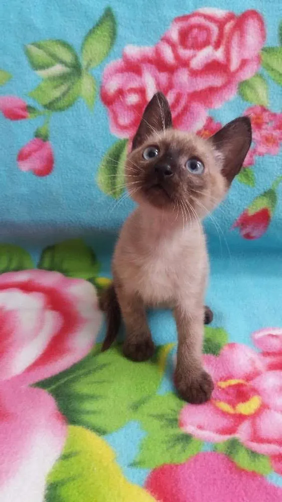 Gato ra a Siamês/SRD idade 2 a 6 meses nome Dóris