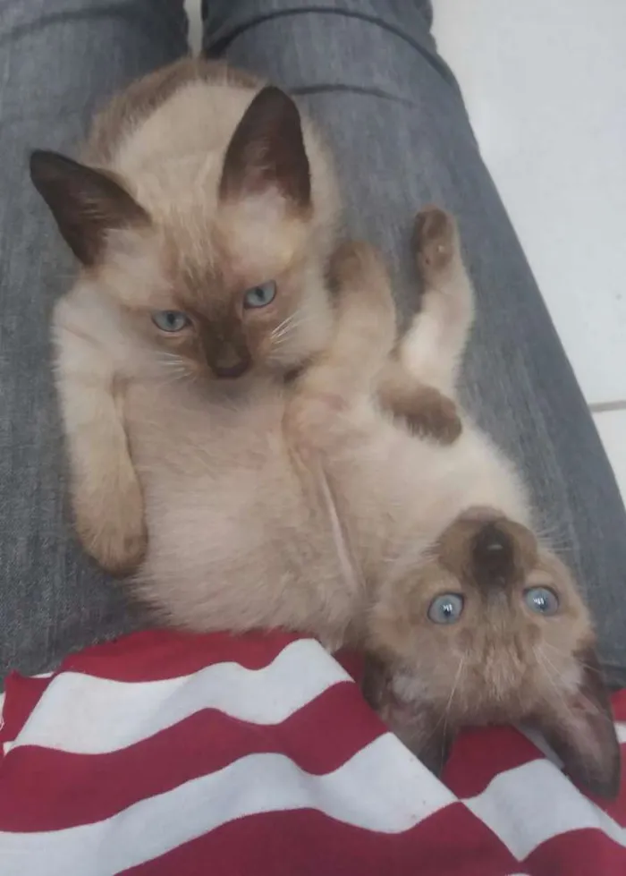 Gato ra a Siamês/SRD idade 2 a 6 meses nome Dóris
