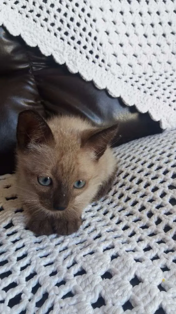 Gato ra a Siamês/SRD idade 2 a 6 meses nome Dóris