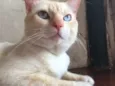 Mingau