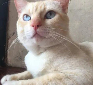 Gato raça Sem Raça Definida  idade 1 ano nome Mingau