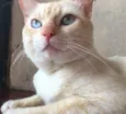 Mingau