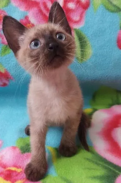 Gato ra a Siamês/SRD idade 2 a 6 meses nome Dóris