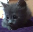Cinzinha