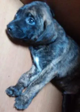 Cachorro ra a vira lata idade Abaixo de 2 meses nome não tem nome
