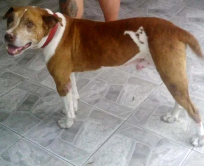 Cachorro ra a Pit-Bull idade 4 anos nome LUCKE 