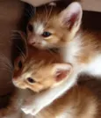 Dois Gatinhos