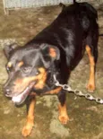 ROTTWEILLER
