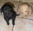 Pepita, elisa, mel