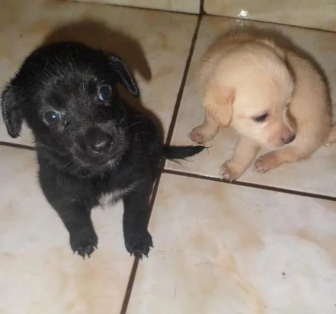 Cachorro ra a vira lata idade Abaixo de 2 meses nome Pepita, elisa, mel