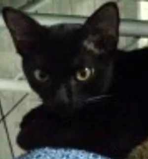 Gato raça Não definida idade 2 a 6 meses nome Pretinha