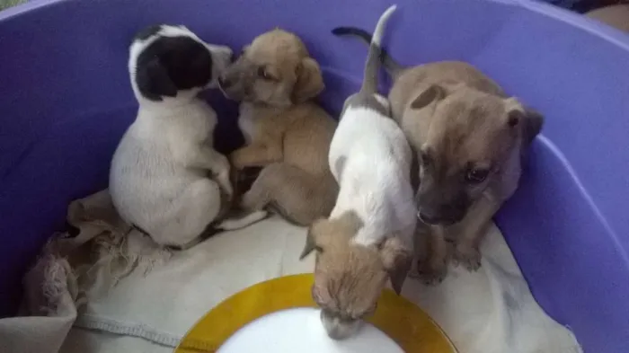 Cachorro ra a Vira-lata idade Abaixo de 2 meses nome Sem nomes