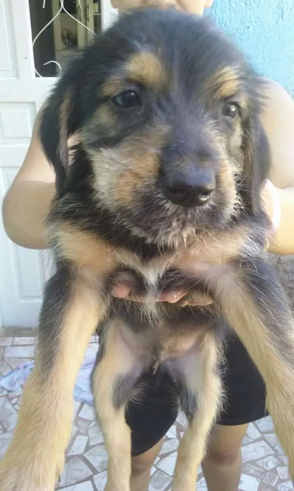 Cachorro raça Vira lata idade 2 a 6 meses nome Sem nome