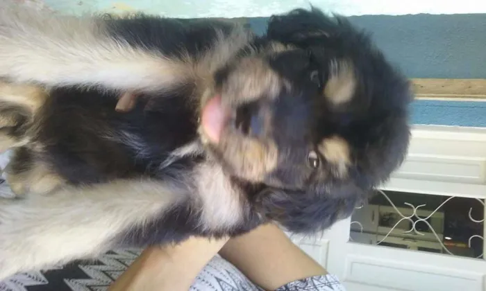 Cachorro raça Vira lata idade 2 a 6 meses nome Sem nome