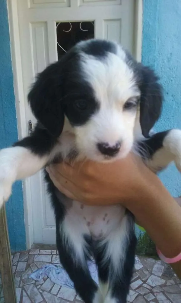 Cachorro raça Vira lata idade 2 a 6 meses nome Sem nome