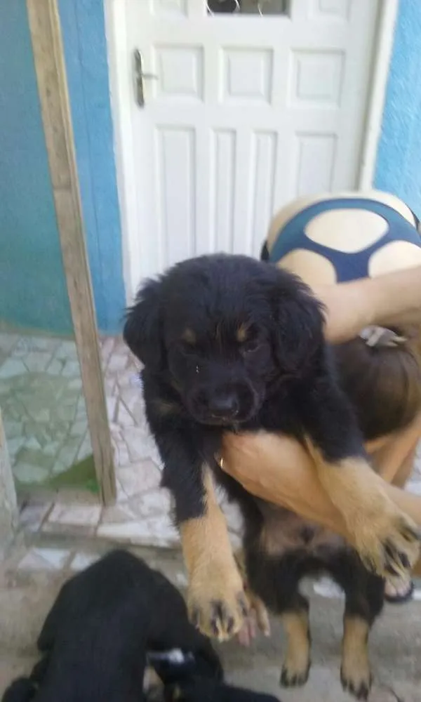 Cachorro raça Vira lata idade 2 a 6 meses nome Sem nome