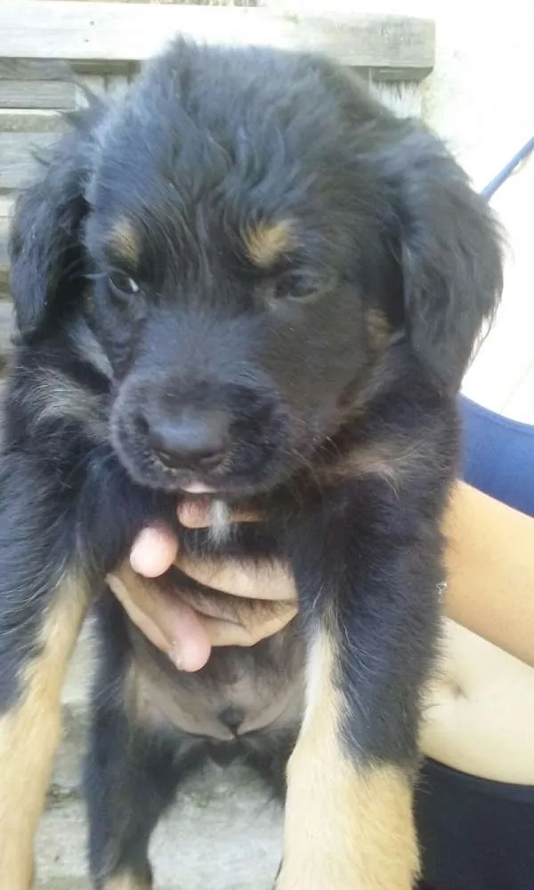 Cachorro raça Vira lata idade 2 a 6 meses nome Sem nome