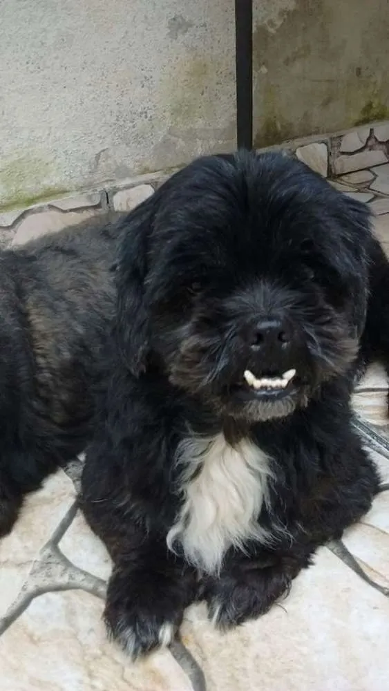 Cachorro ra a Lhasa Apso idade 2 anos nome rosinha e toquinho
