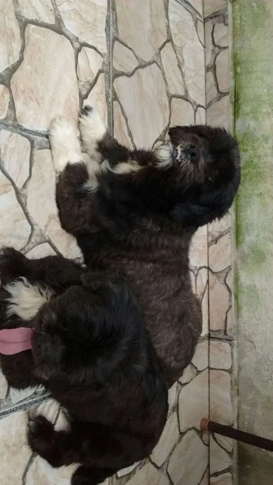 Cachorro ra a Lhasa Apso idade 2 anos nome rosinha e toquinho