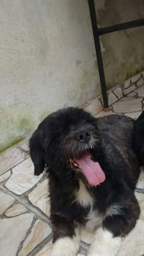 Cachorro ra a Lhasa Apso idade 2 anos nome rosinha e toquinho