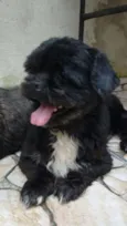 rosinha e toquinho