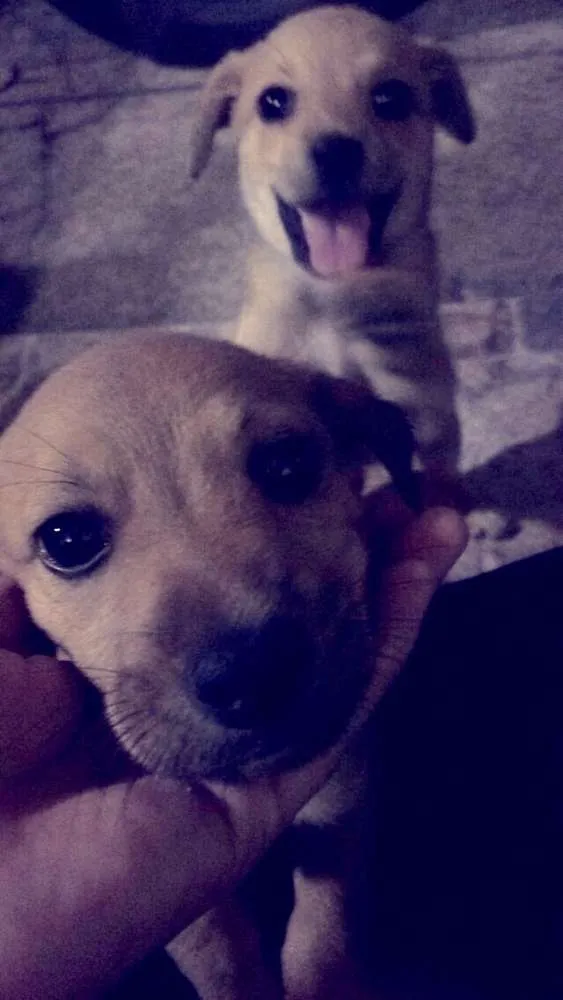 Cachorro ra a vira lata idade 2 a 6 meses nome sem nome