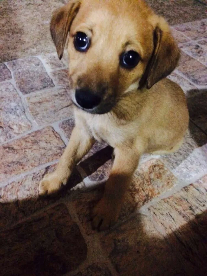 Cachorro ra a vira lata idade 2 a 6 meses nome sem nome