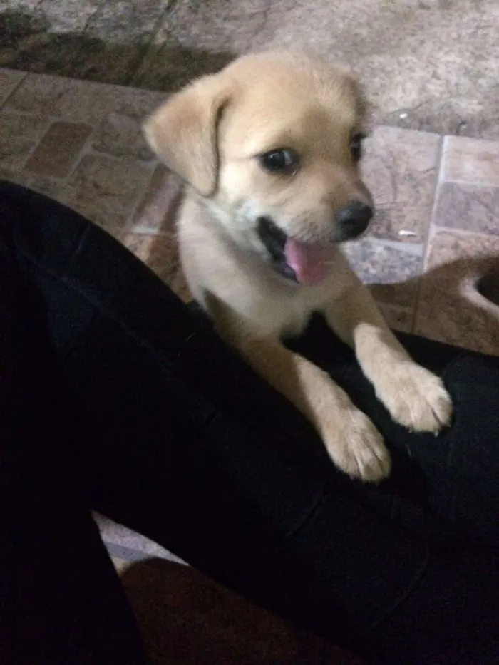 Cachorro ra a vira lata idade 2 a 6 meses nome sem nome