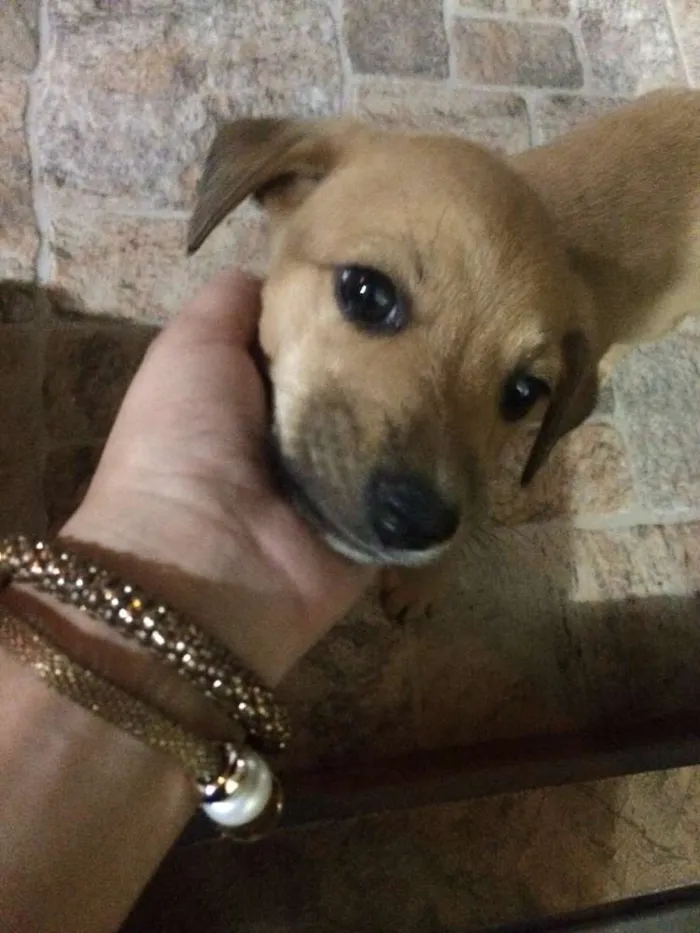 Cachorro ra a vira lata idade 2 a 6 meses nome sem nome