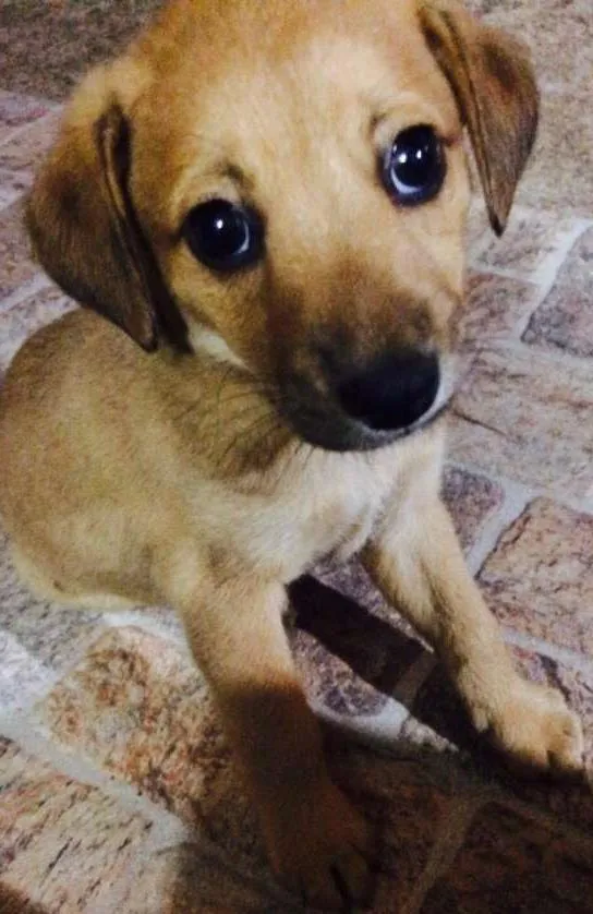 Cachorro ra a vira lata idade 2 a 6 meses nome sem nome