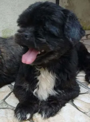 Cachorro raça Lhasa Apso idade 2 anos nome rosinha e toquinho