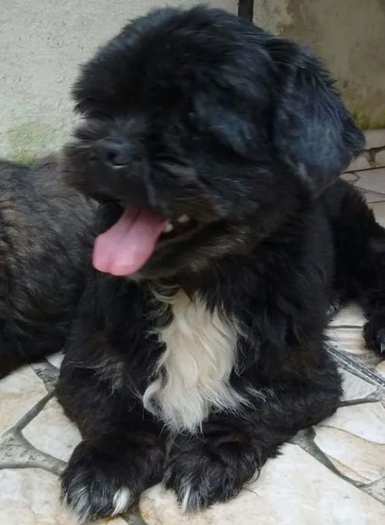Cachorro ra a Lhasa Apso idade 2 anos nome rosinha e toquinho