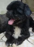 rosinha e toquinho