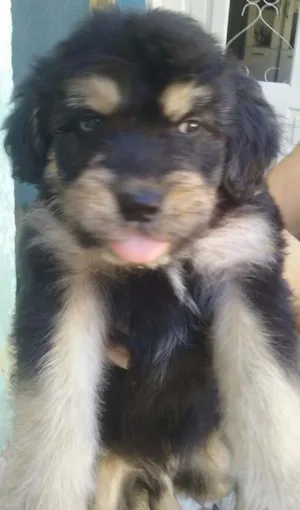 Cachorro raça Vira lata idade 2 a 6 meses nome Sem nome