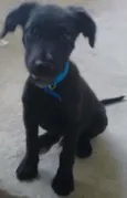 Bruce