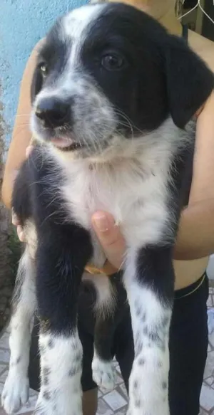 Cachorro raça Viralata idade 2 a 6 meses nome Ainda não tem nome