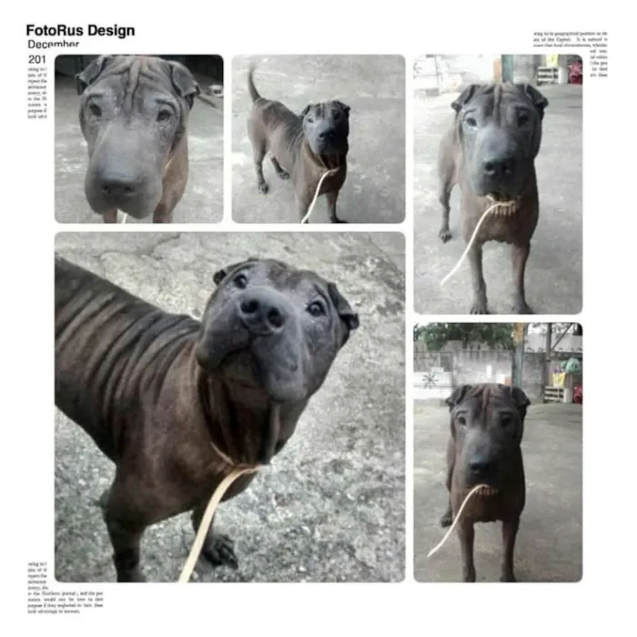 Cachorro ra a Shar Pei idade 6 ou mais anos nome Max