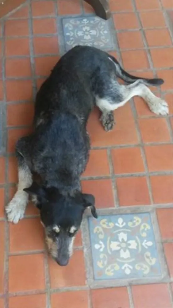 Cachorro ra a Vira lata idade 3 anos nome Estopa