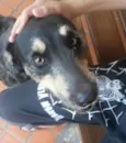 Estopa