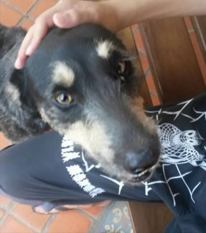 Cachorro ra a Vira lata idade 3 anos nome Estopa
